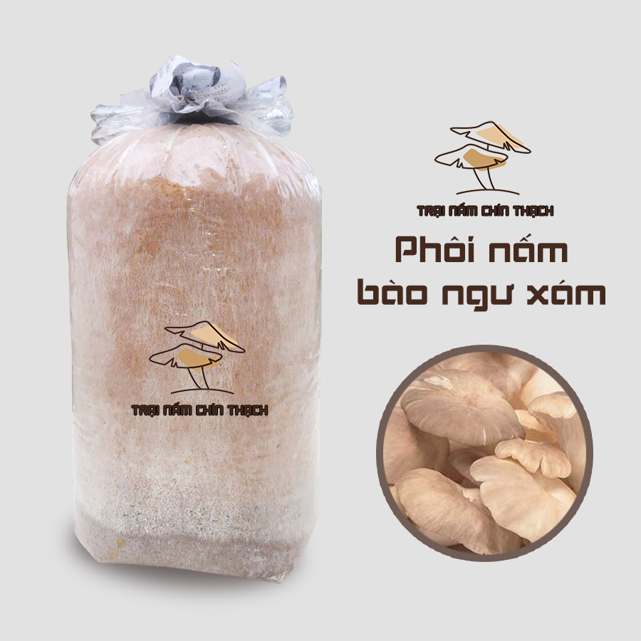 Phôi nấm bào ngư xám