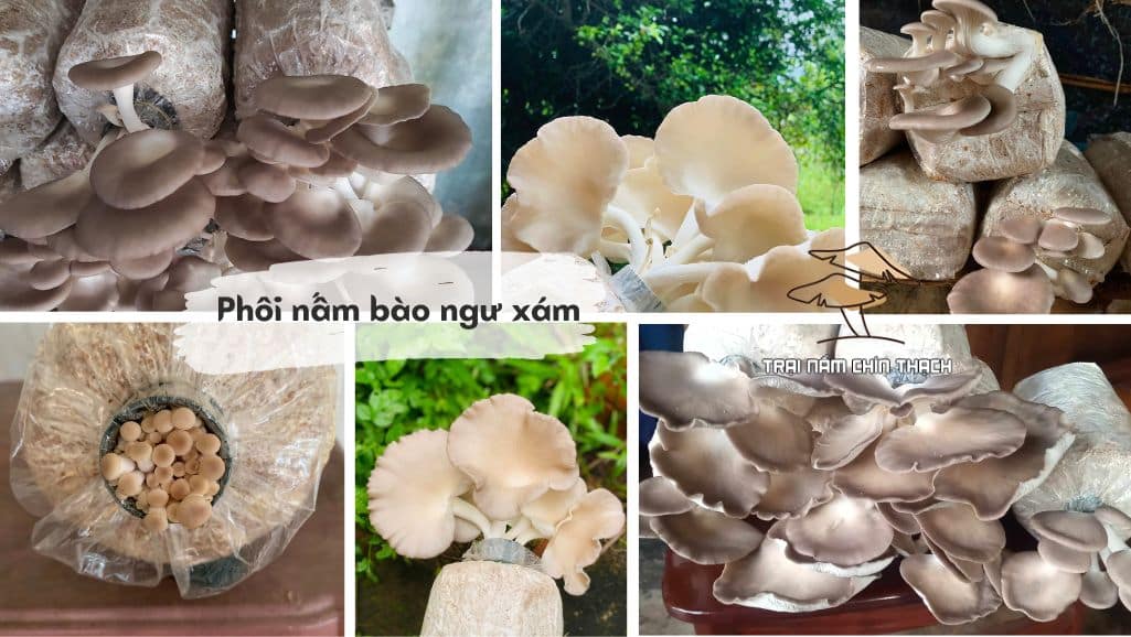 Phôi nấm bào ngư xám chất lượng đạt tỉ lệ ra nấm đến 99%