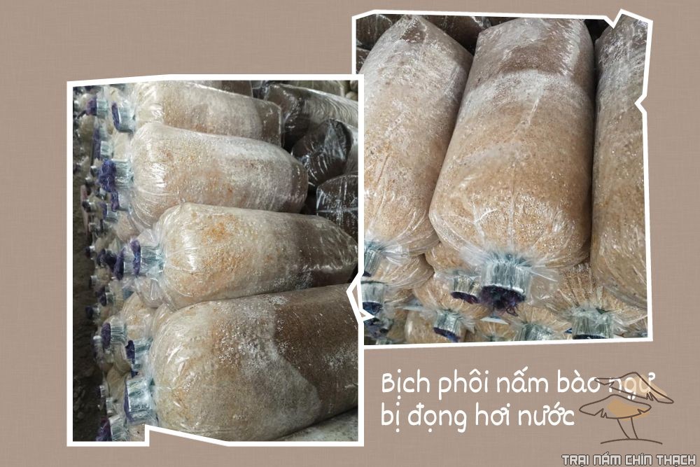 Bịch phôi nấm bào ngư bị đọng hơi nước