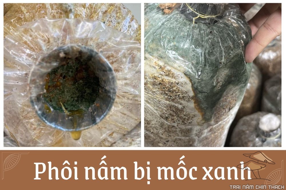 Phôi nấm bị mốc xanh