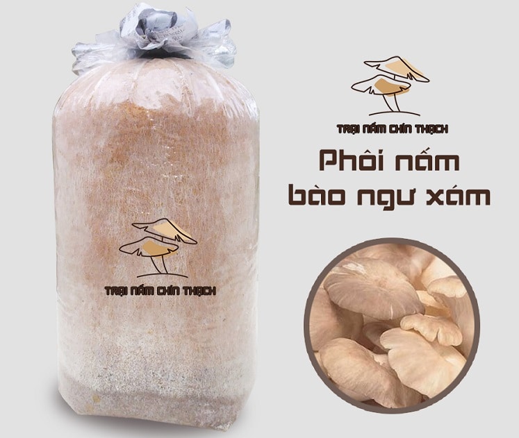 Bịch phôi nấm bào ngư tại Trại nấm Chín Thạch luôn được ủ tơ đủ ngày