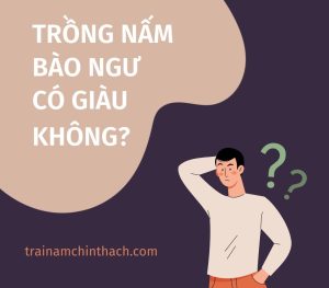 Trồng nấm bào ngư có giàu không?