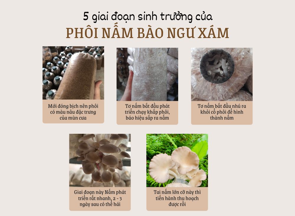 5 giai đoạn sinh trưởng của phôi nấm bào ngư xám